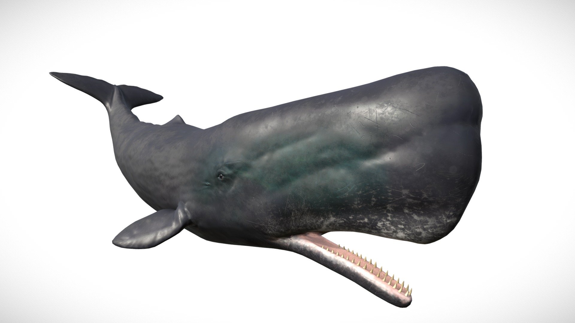 Sperm Whale 3d model