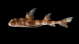 ネコザメ 🦈 Japanese Bullhead Shark, H. japonicus