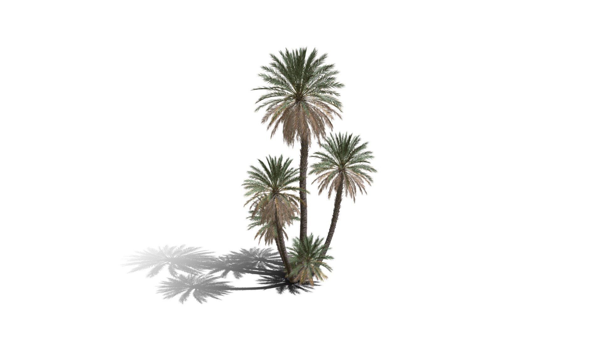 Realistic HD Date palm (40/78) 3d model