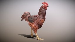 Chicken Walk Animated