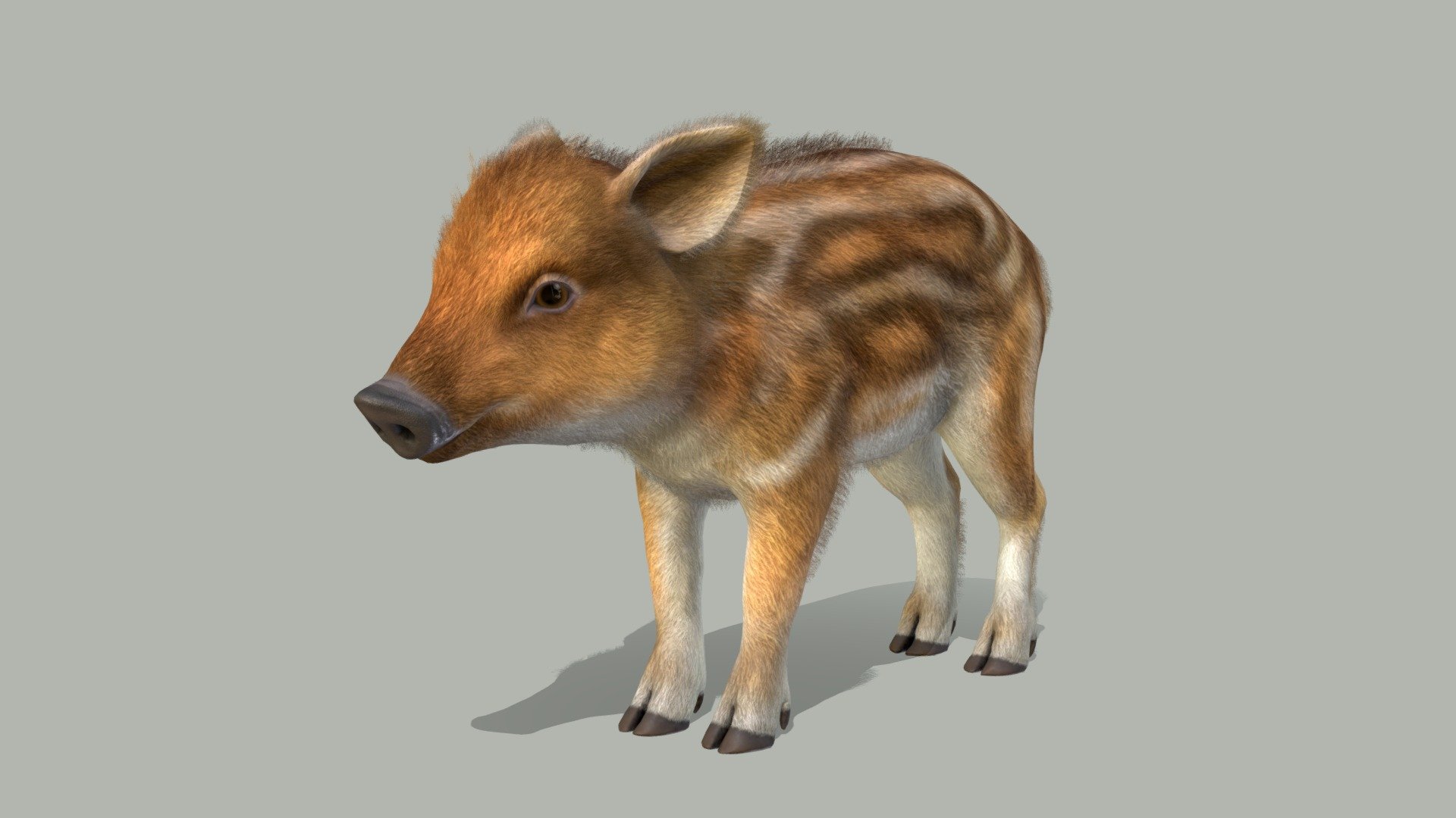 Wild Boar 3d model