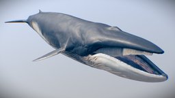 Fin Whale