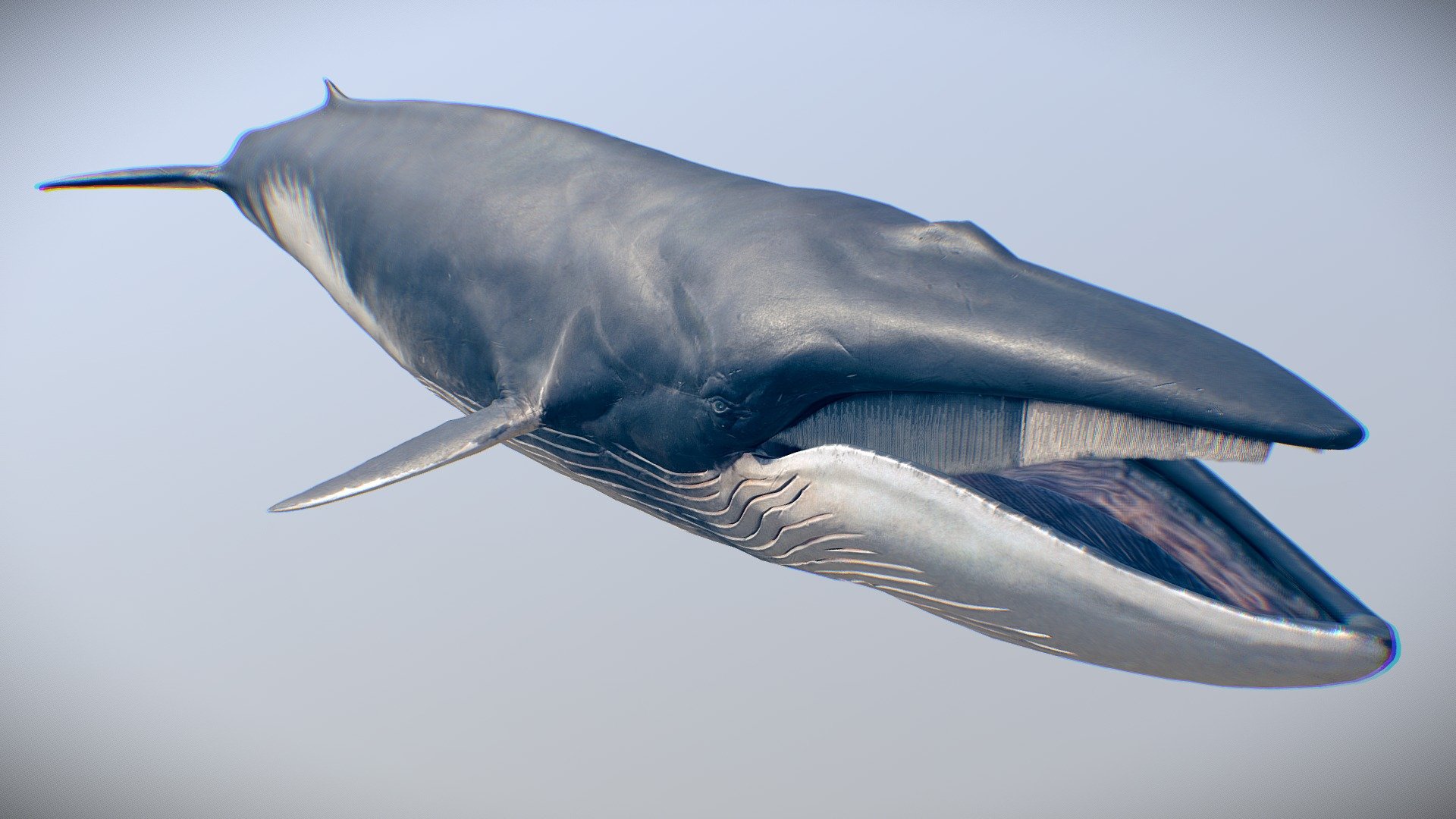 Fin Whale 3d model