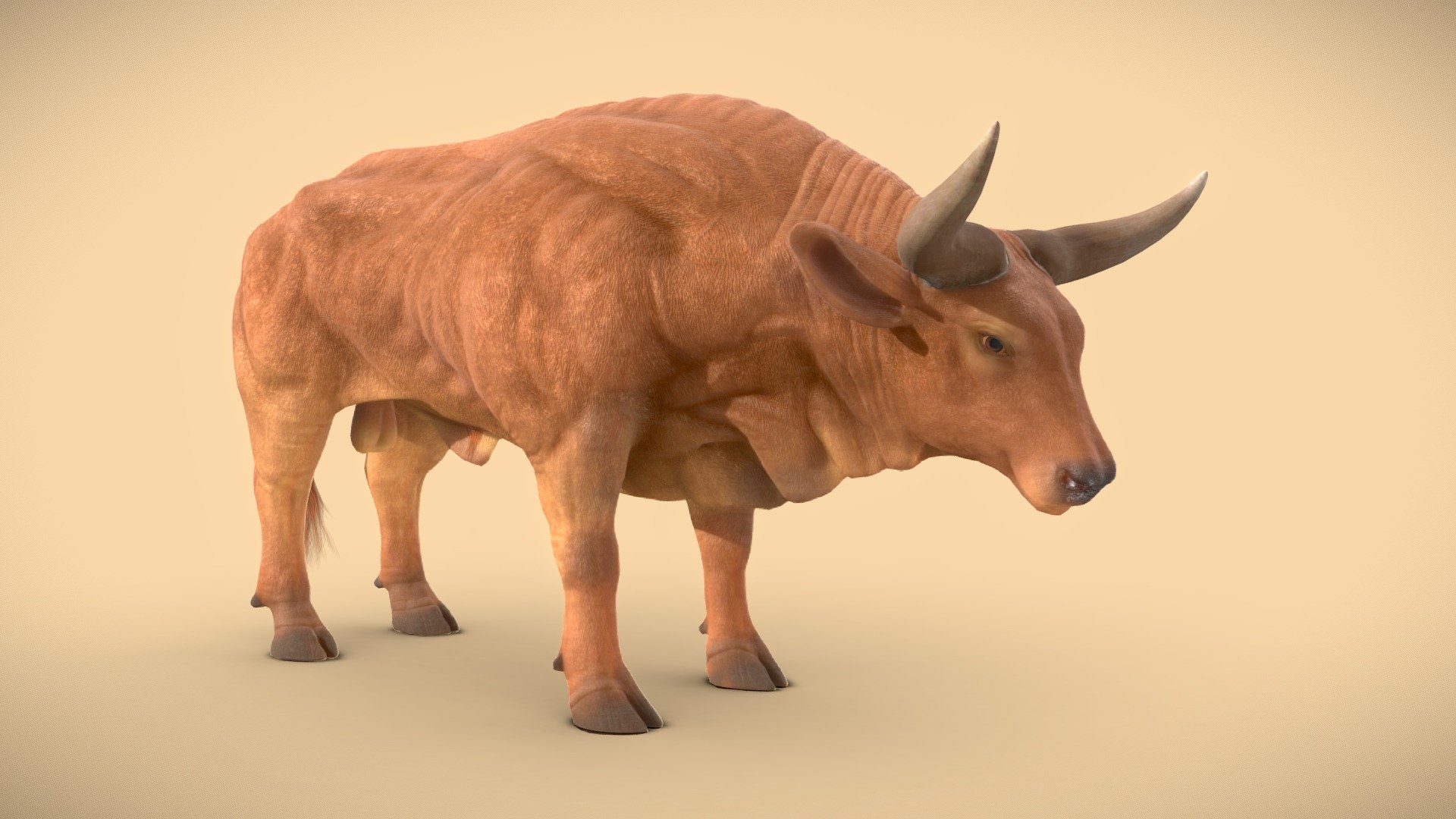 bull animal 3d model