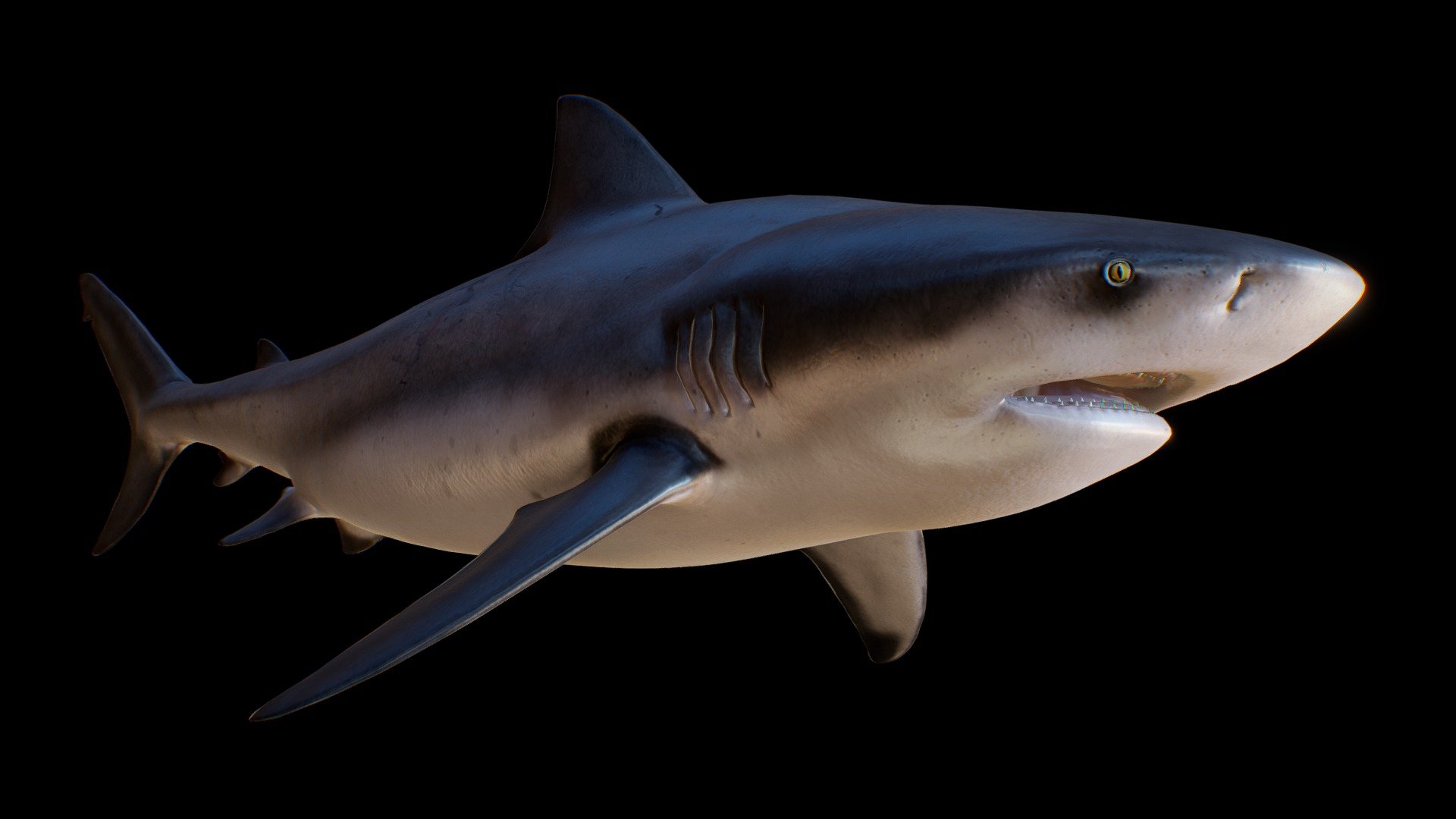 Bull shark (Carcharhinus leucas, Zambezi shark) 3d model