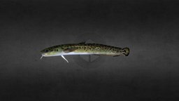 Small Burbot