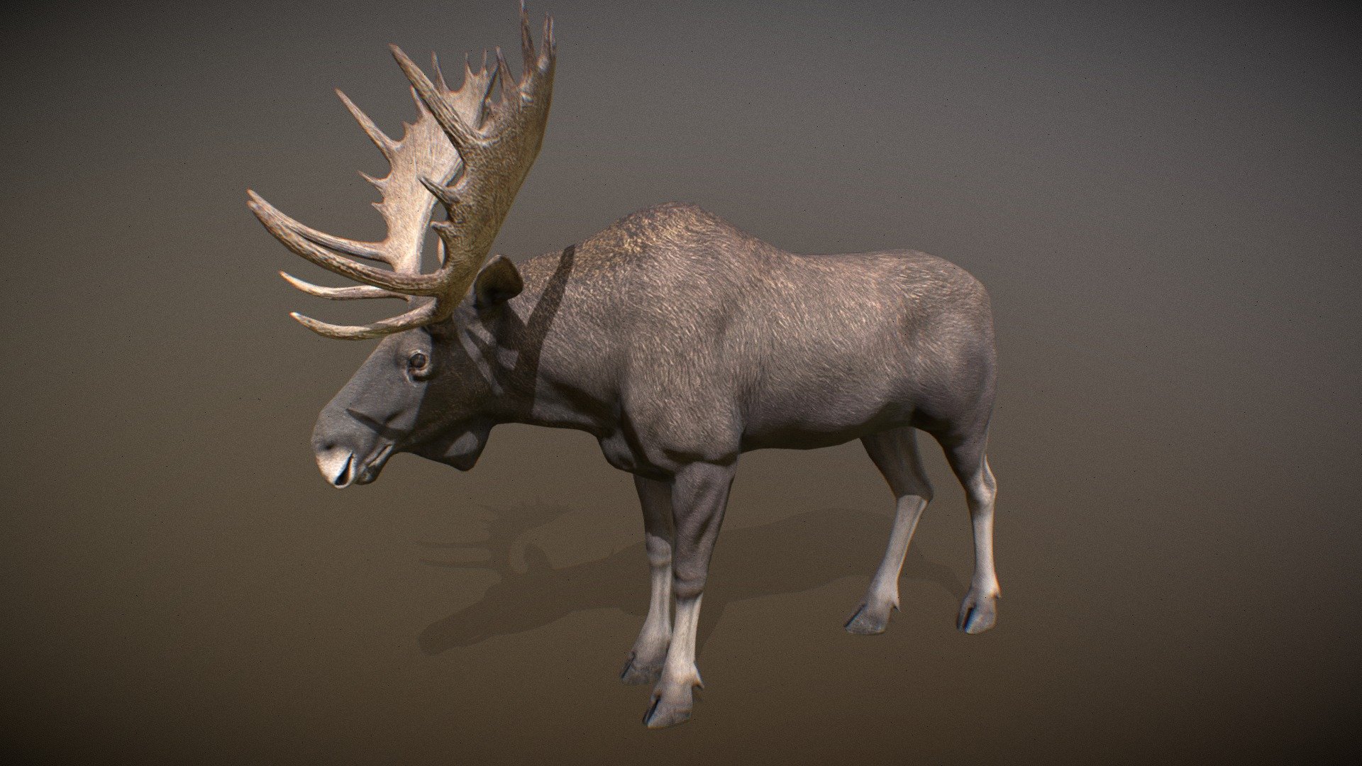 Animalia 3d model