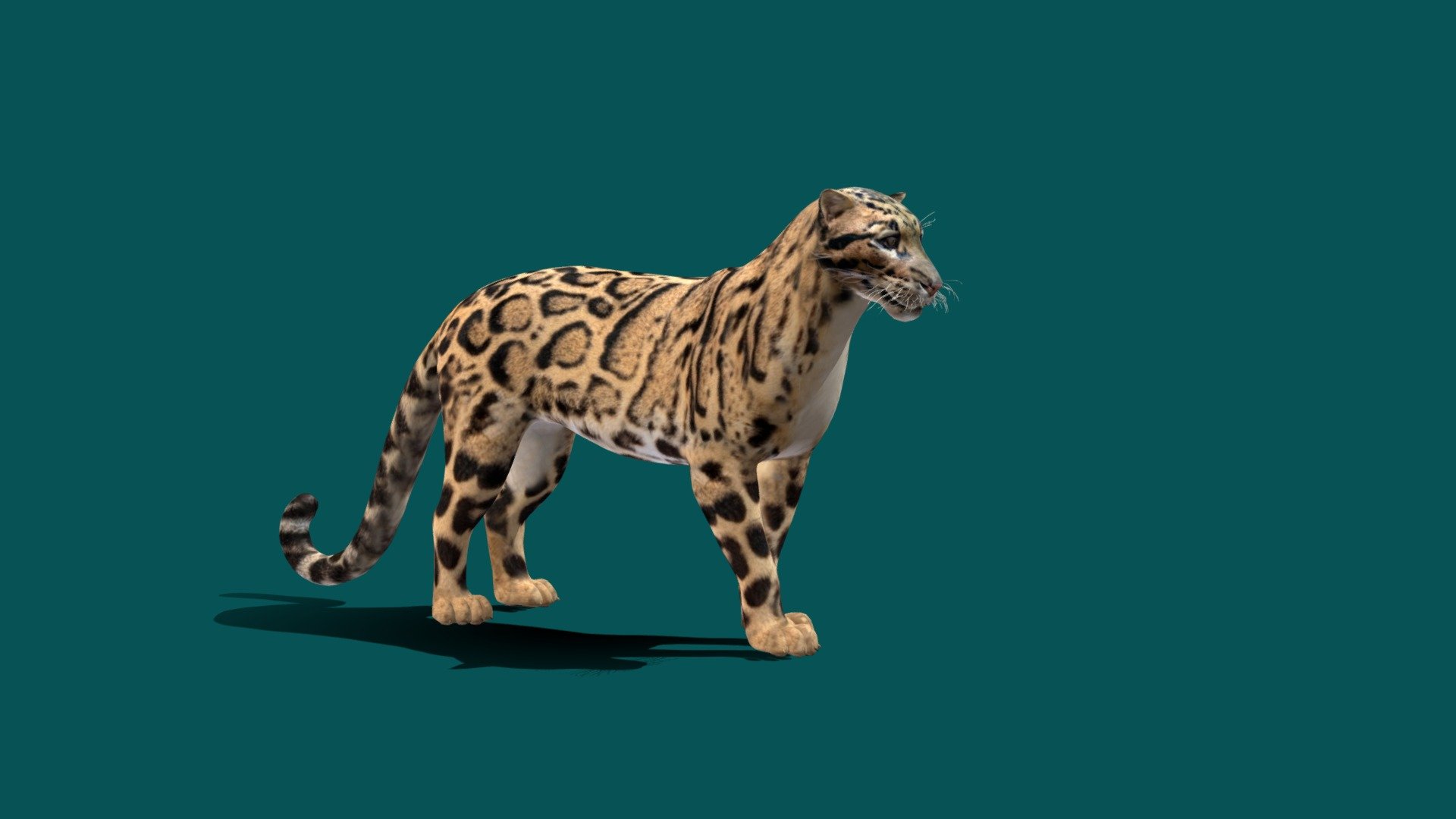 Clouded Leopard 3d model