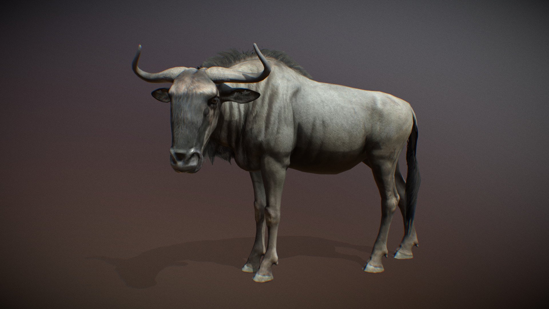 Animalia 3d model