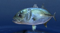 Bigeye trevally( Caranx sexfasciatus)