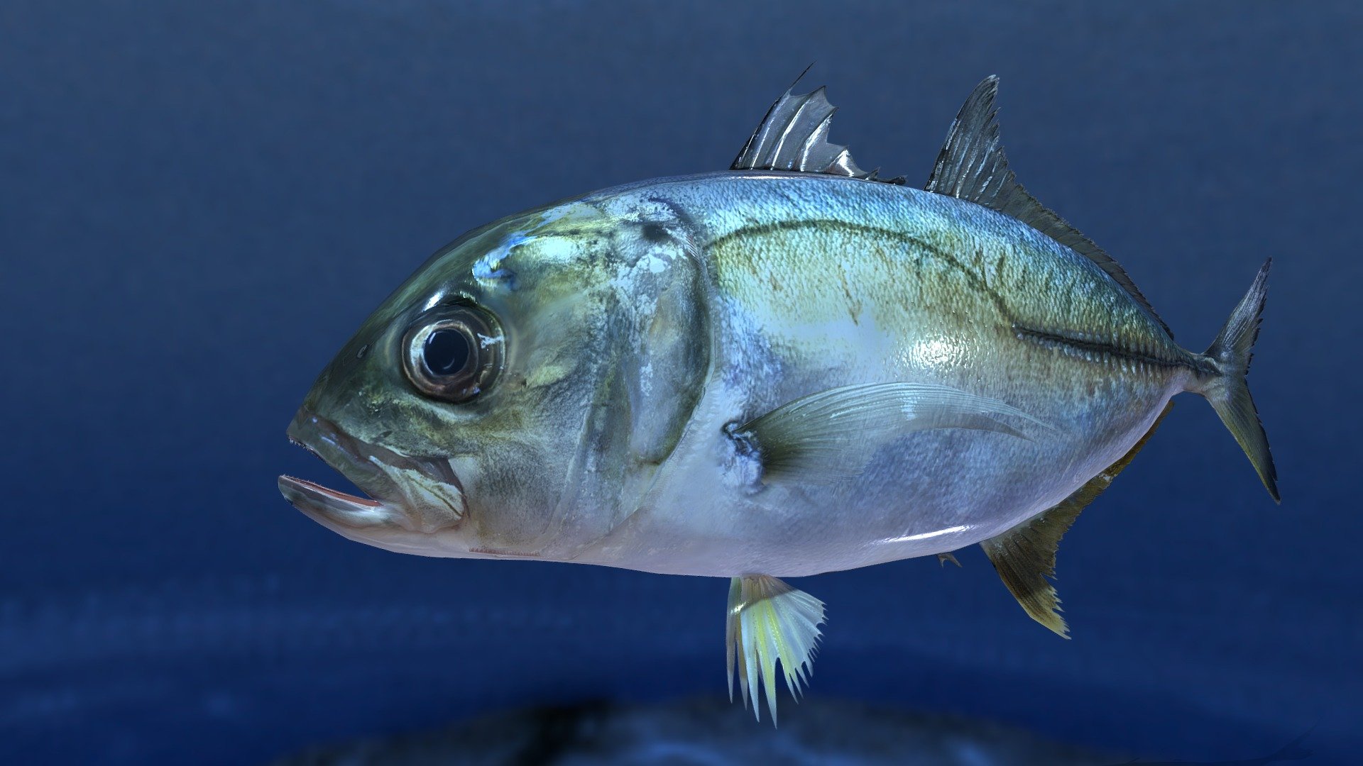 Bigeye trevally( Caranx sexfasciatus) 3d model