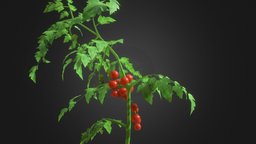 Tomato Plant