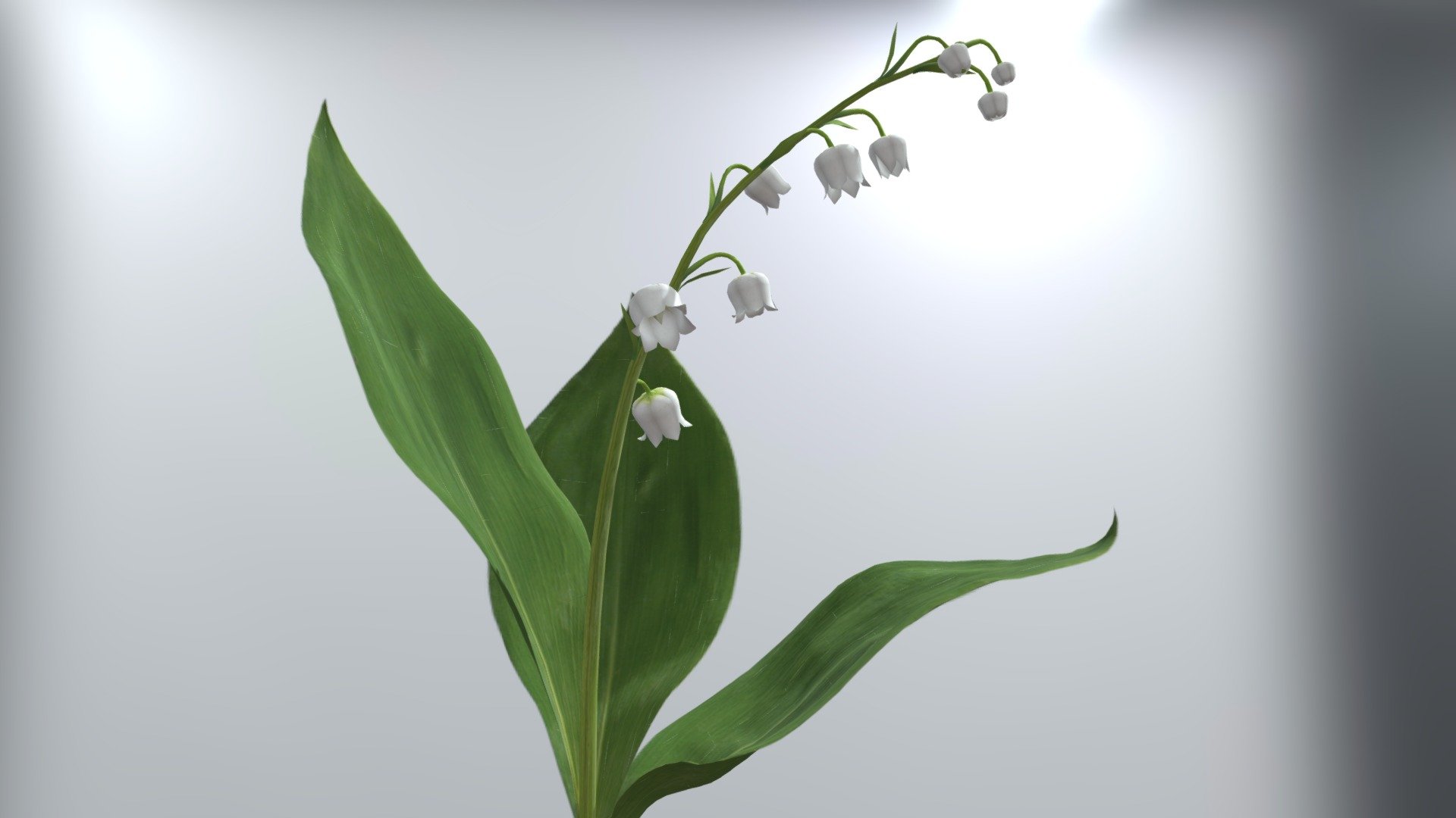 Lily of the Valley with animation 3d model