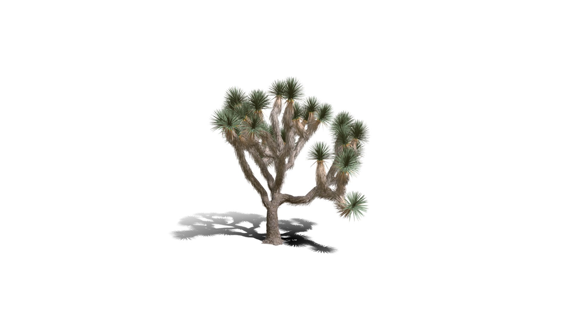 Realistic HD Joshua tree (30/30) 3d model