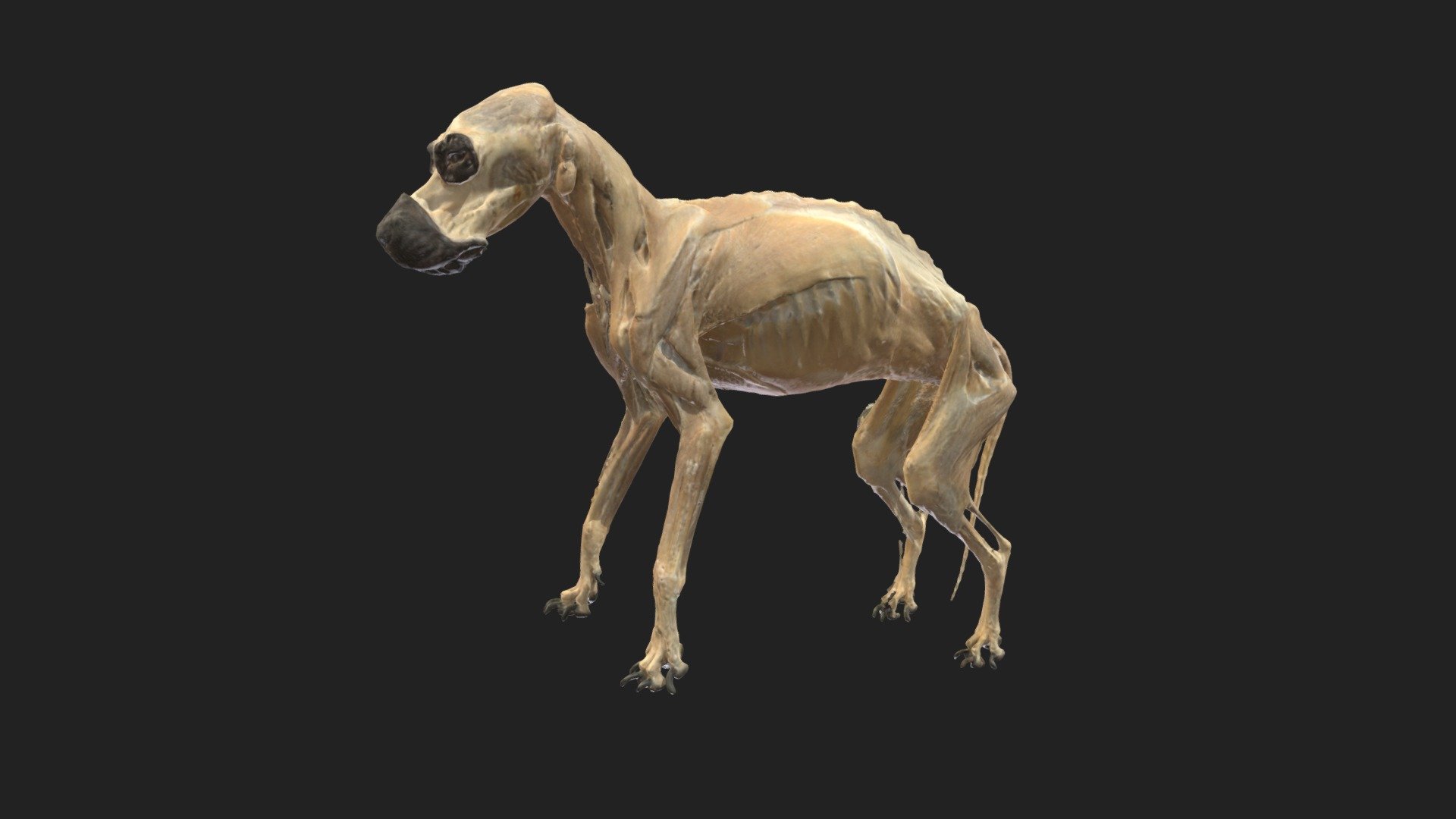 standing dog 3d model