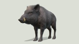 Wild Boar