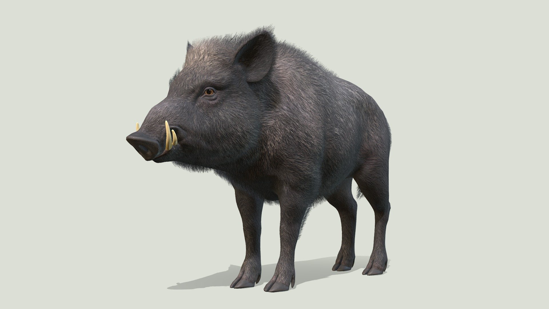 Wild Boar 3d model