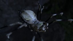 Predator Spider