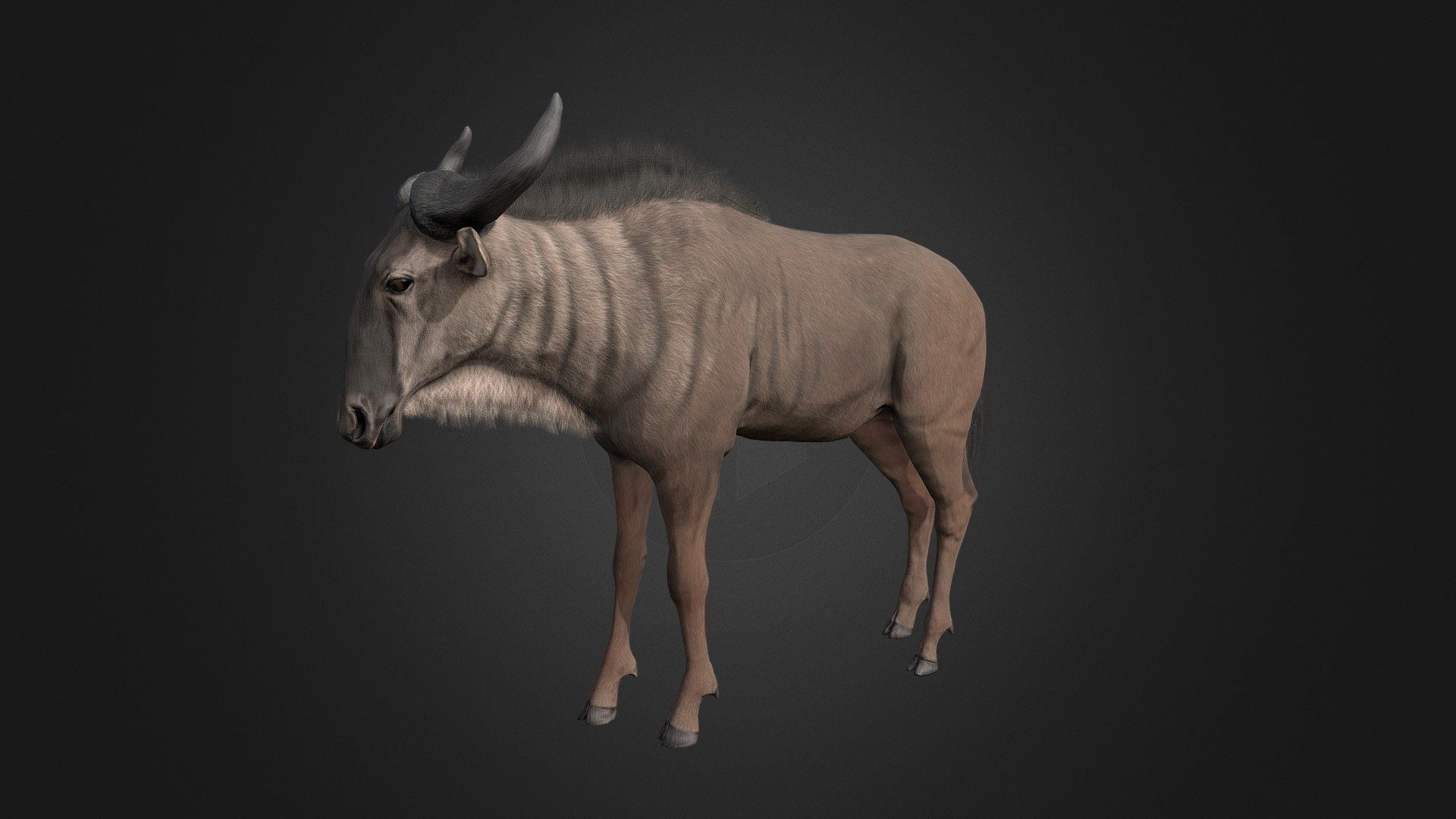 Wildebeest 3d model