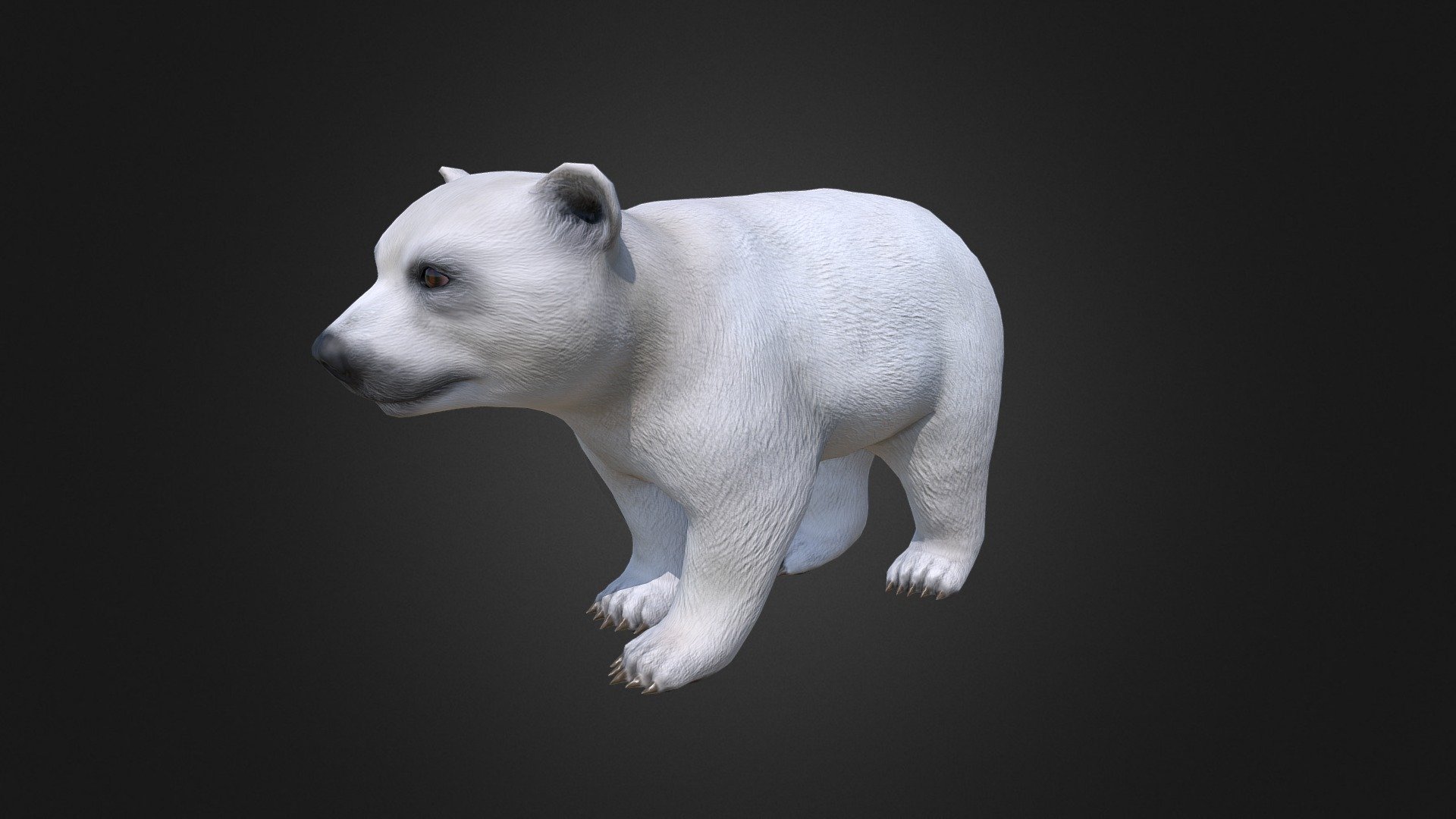 Polar Bear Cub 3d model