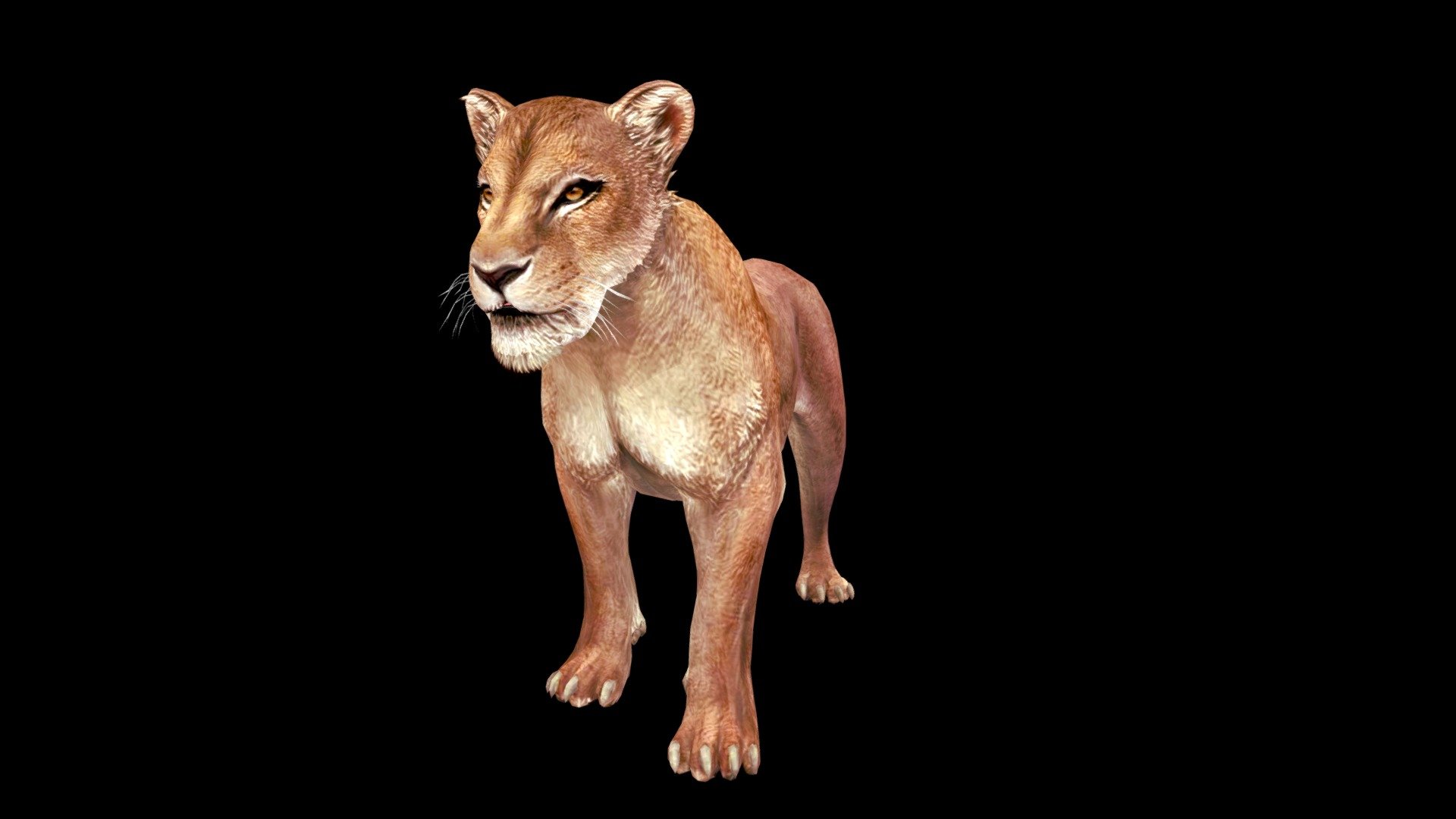 LIONESS 3d model