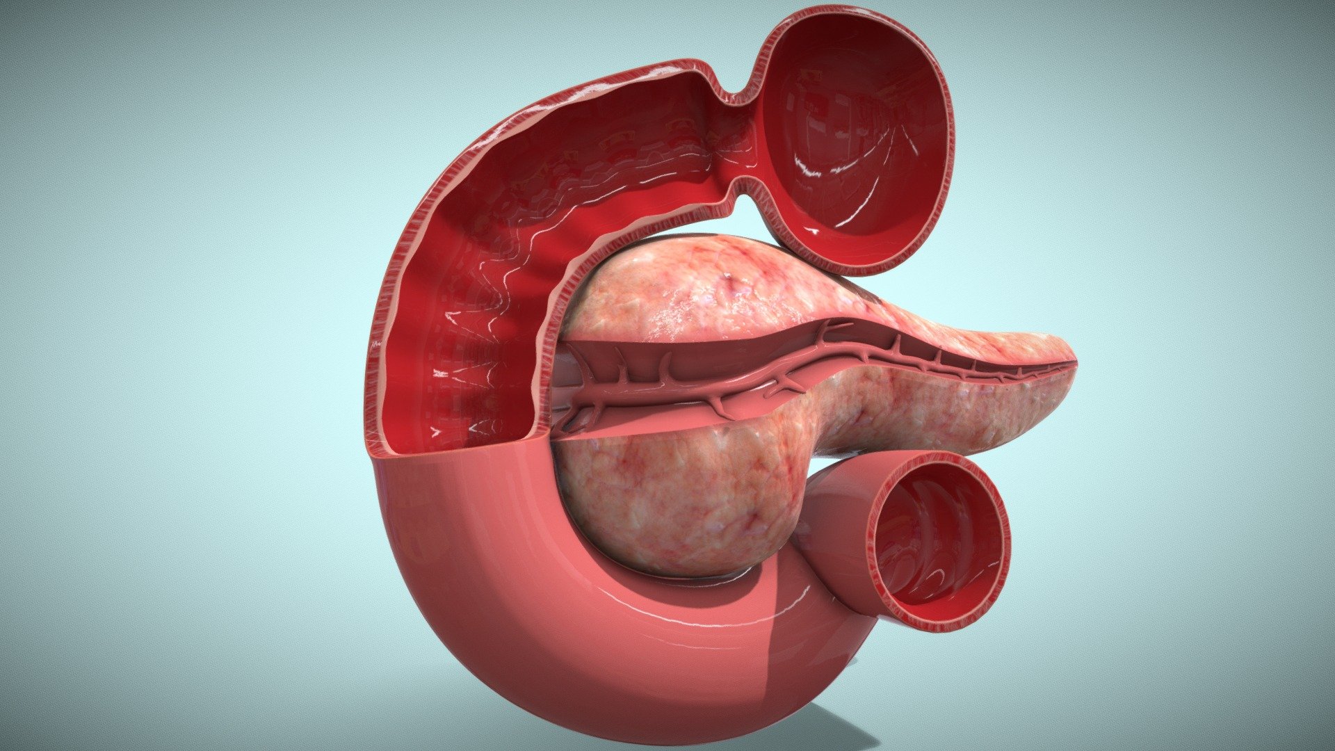 Human Pancreas Cross section 3d model