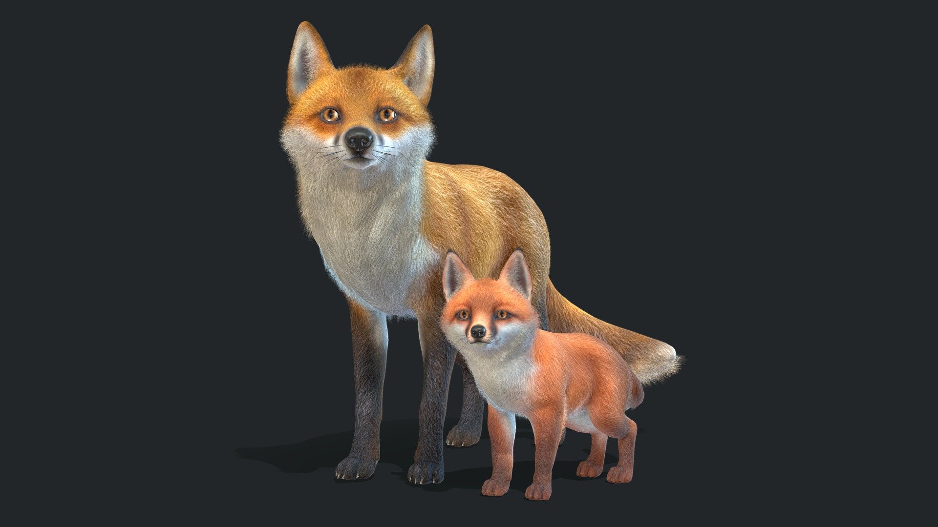 Fox 3d model