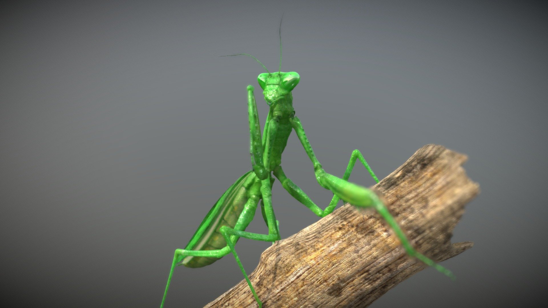 Mantis 3d model