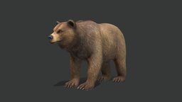 Bear