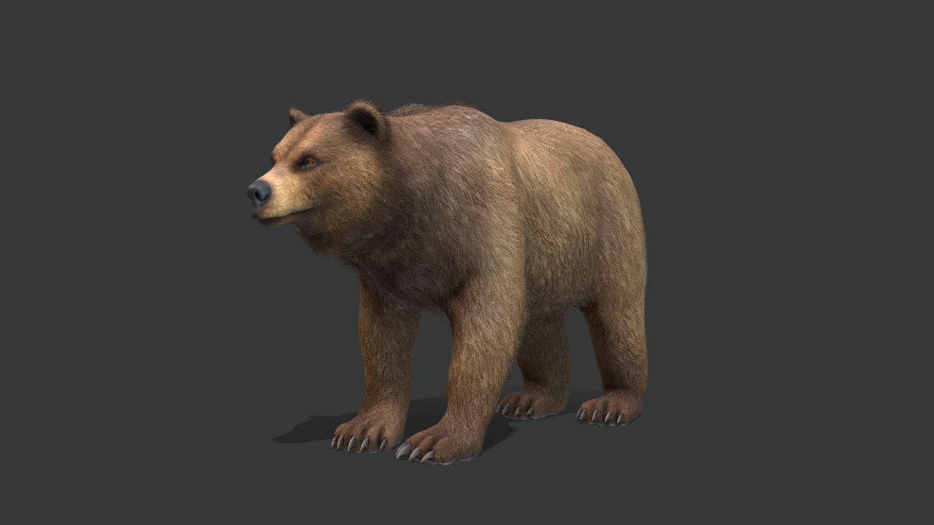 Bear 3d model