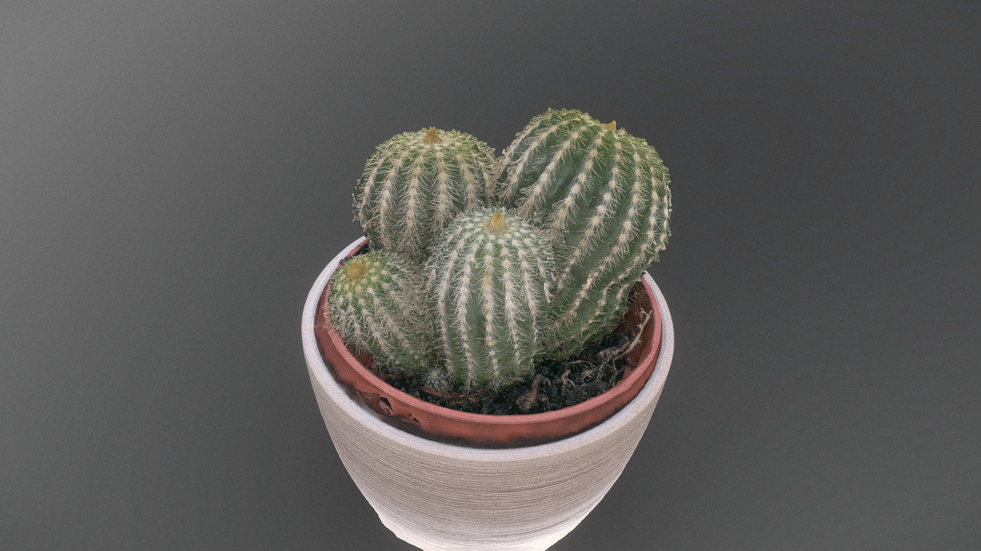 Grouped cactus 3d model