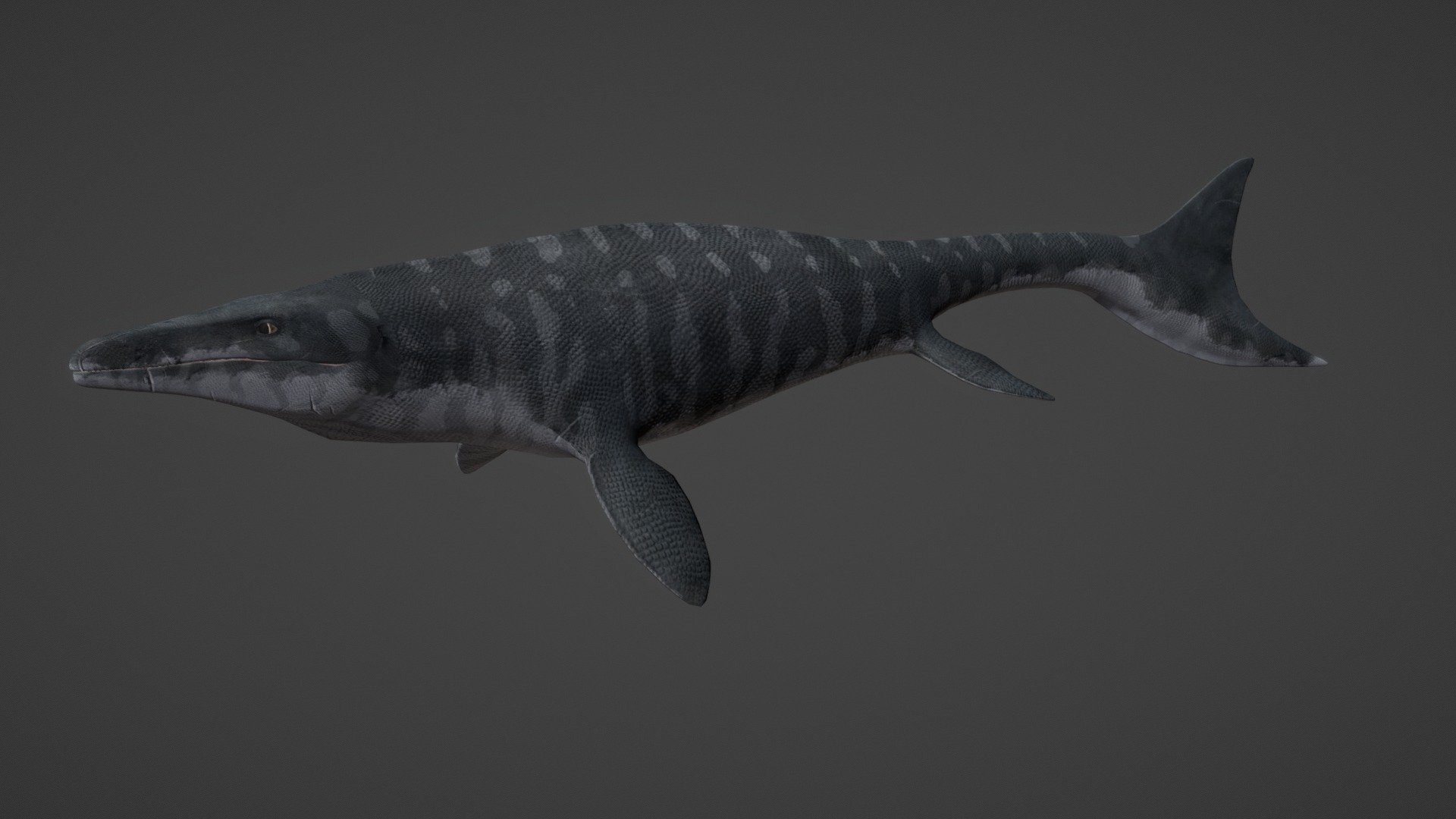 Mosasaurus Hoffmanni 3d model