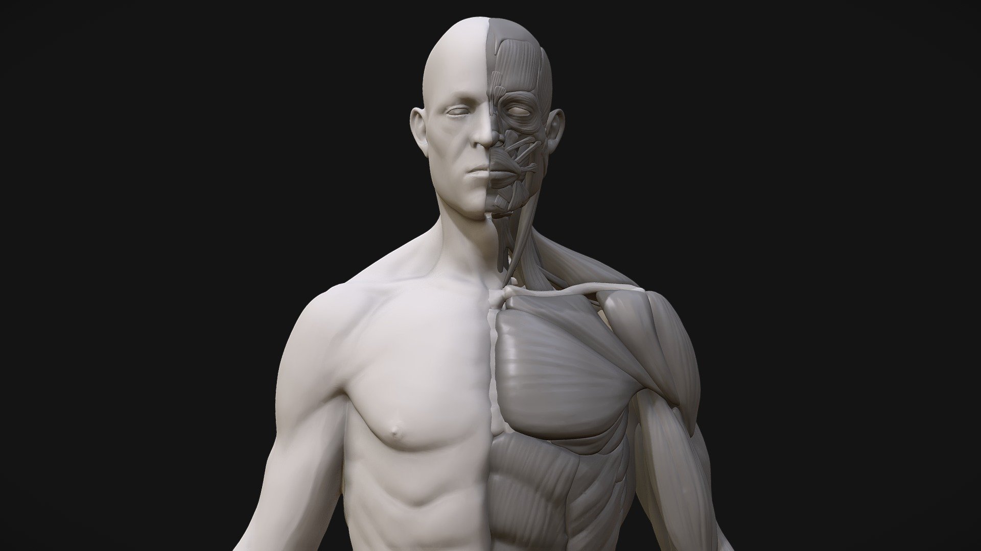 Anatomy2 3d model