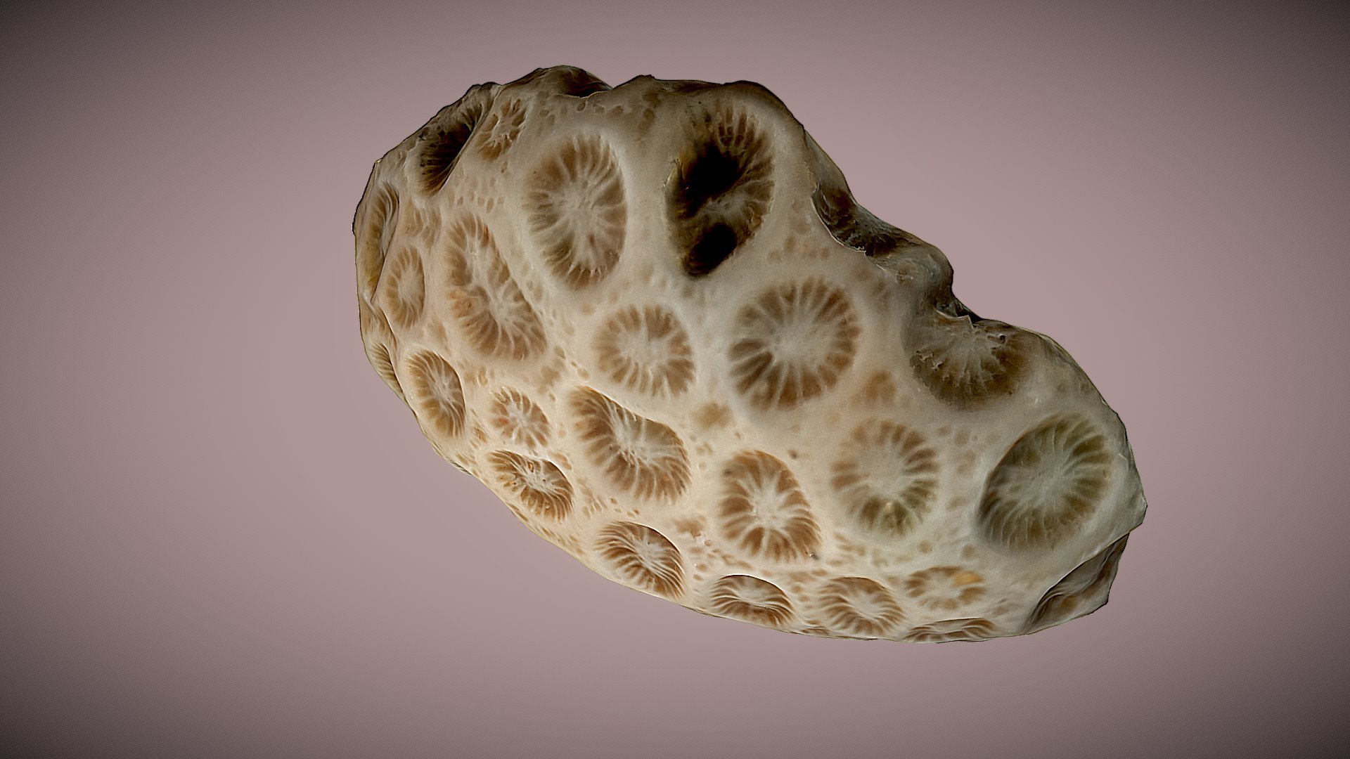 Final project: Coral skeleton 3d model