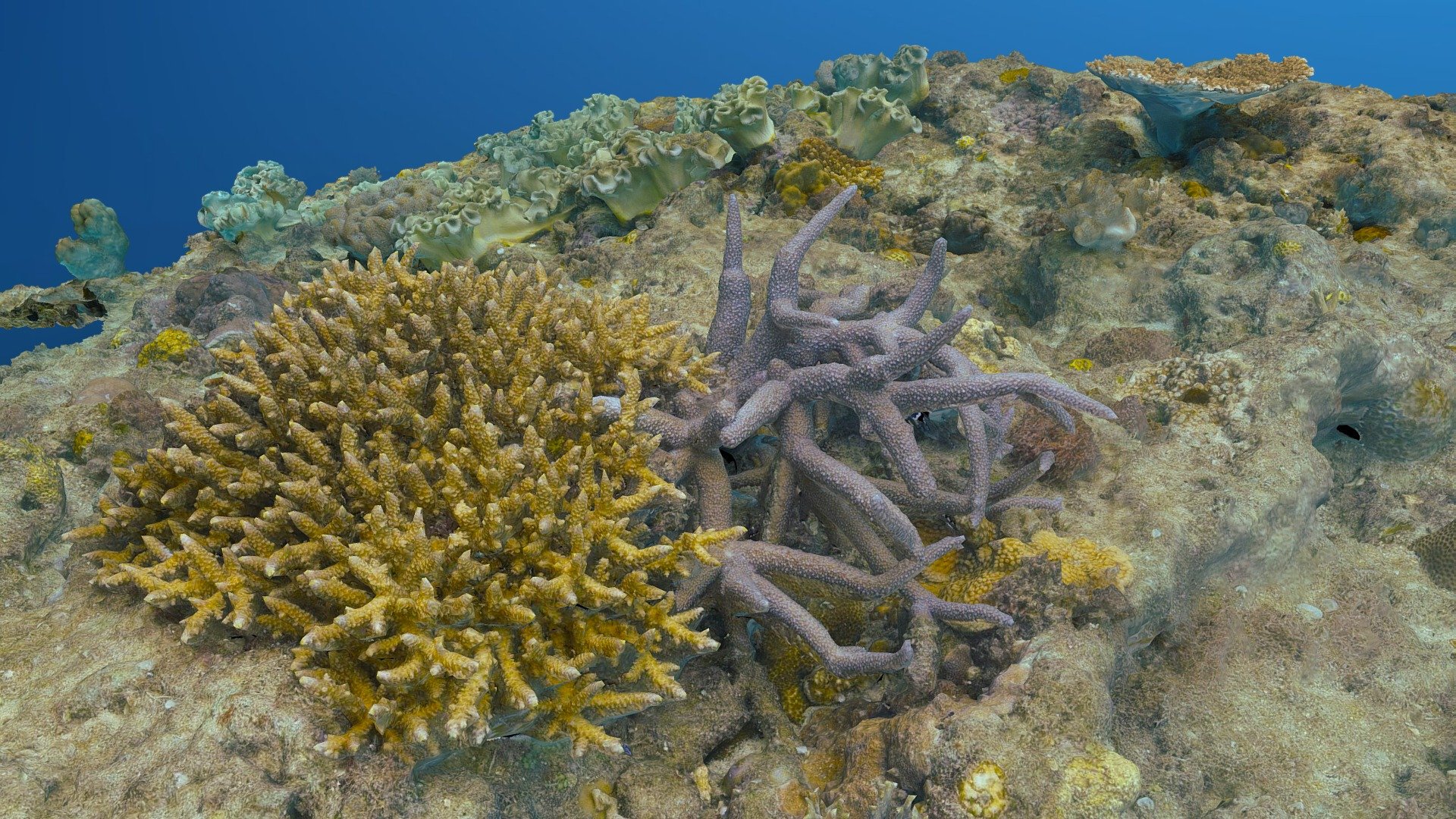 Underwater Terrain 3d model