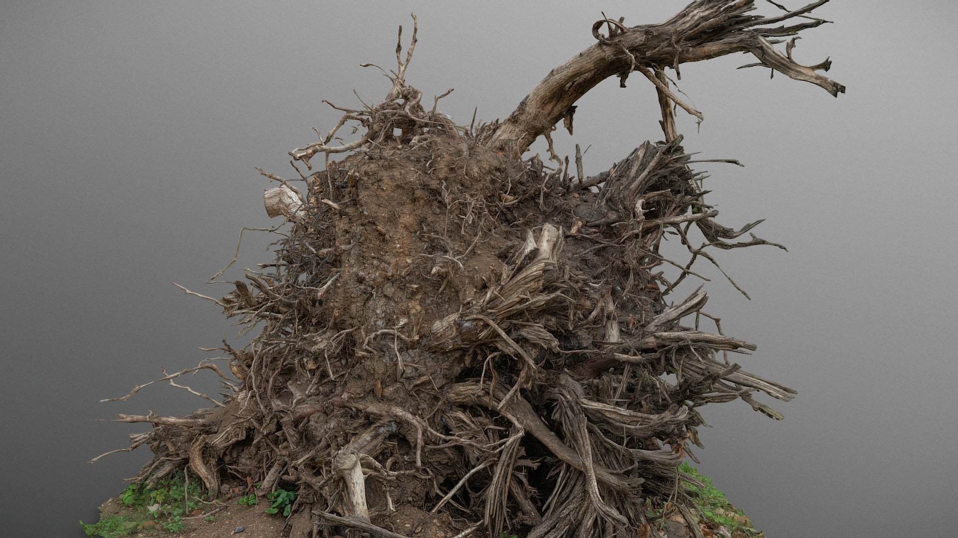 Large uprooted stump 3d model