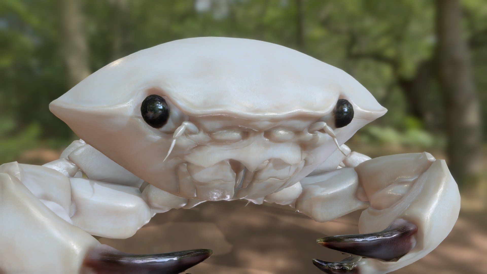 Smooth sweet bun crab 3d model