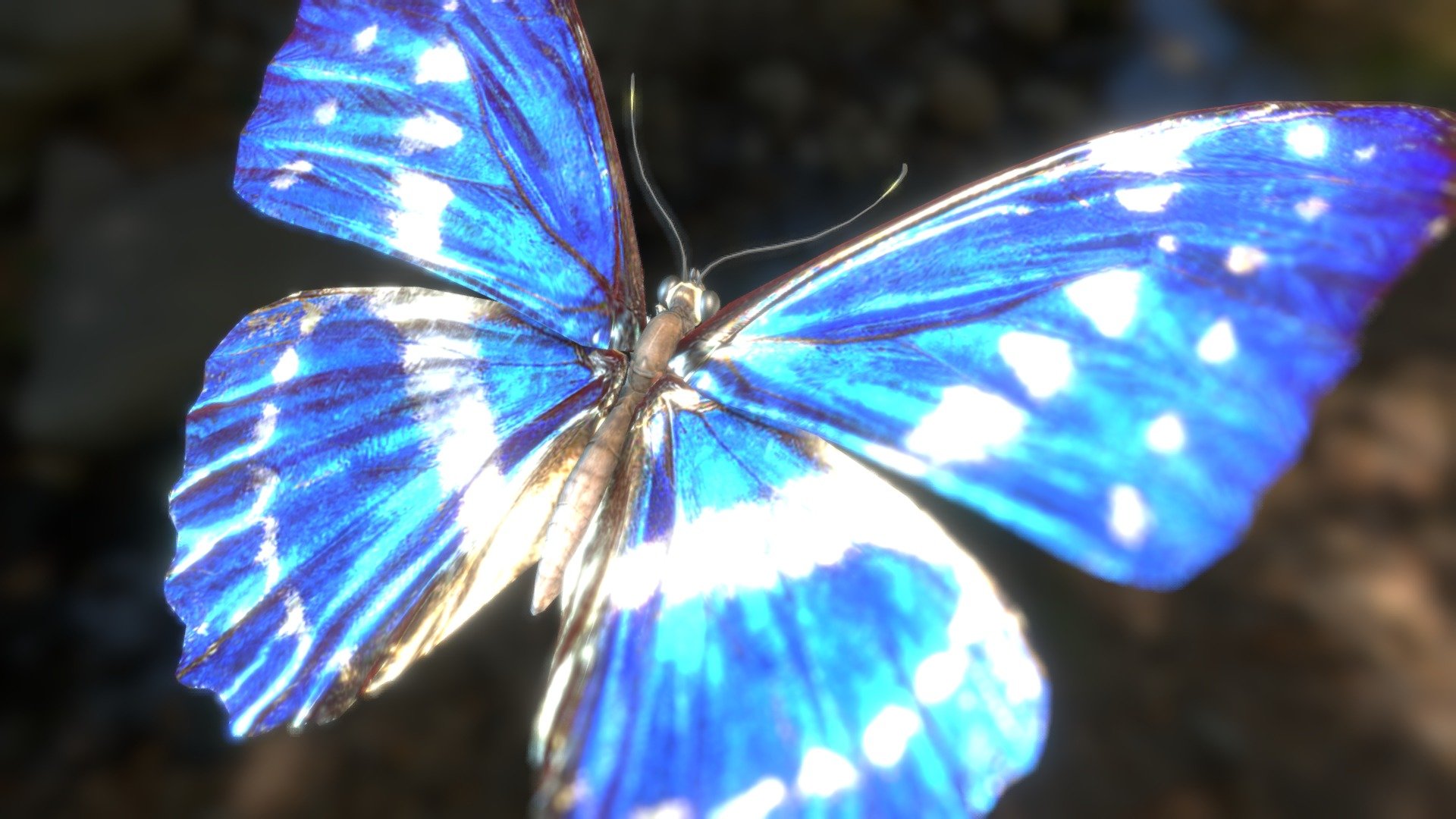 Flying morpho butterfly 3d model