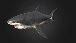 Megalodon