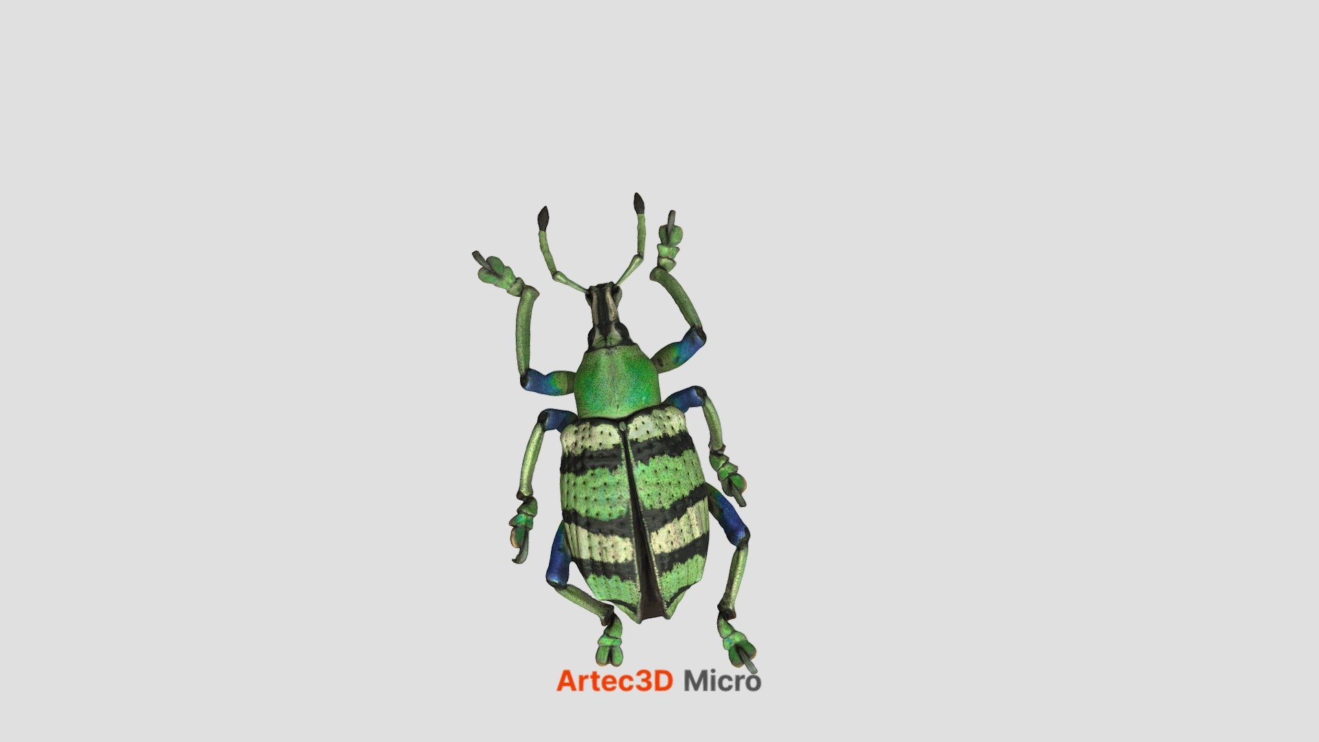 Beetle 3d model