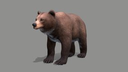 Bear