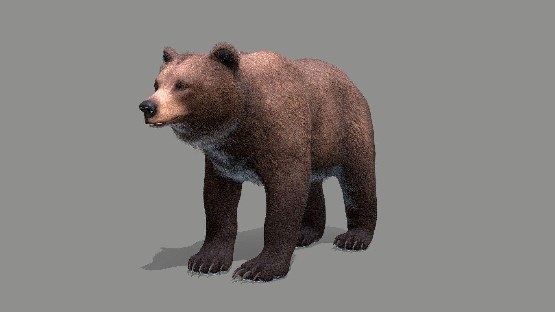 Bear 3d model