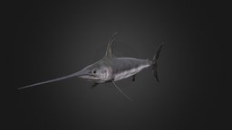 Swordfish