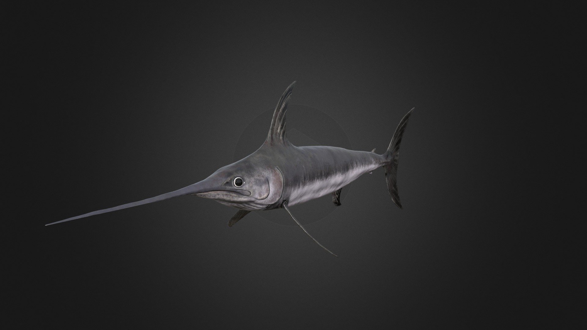 Swordfish 3d model