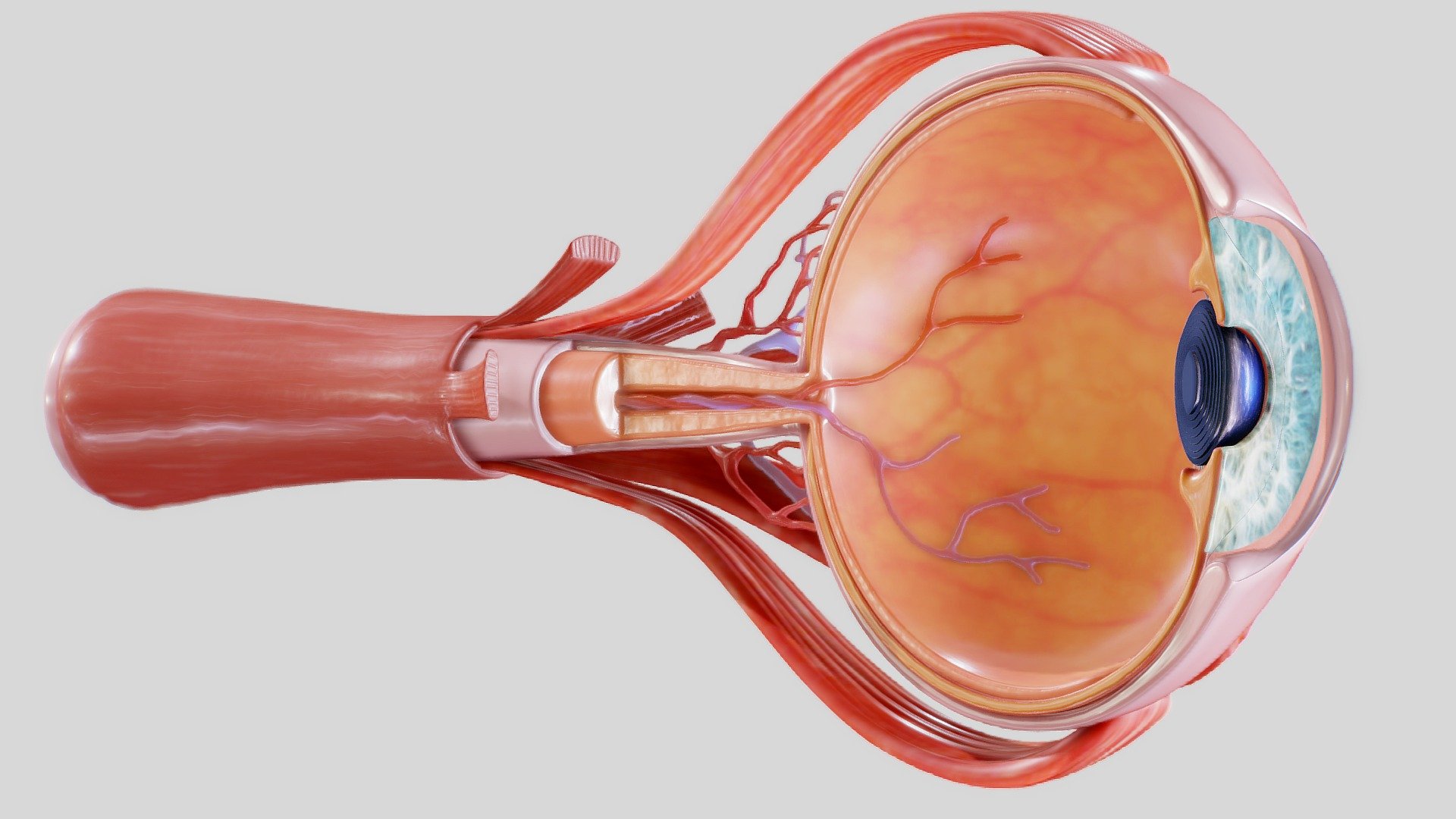 Cross Section Eye Anatomy 3d model