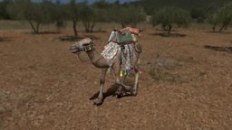 Camel