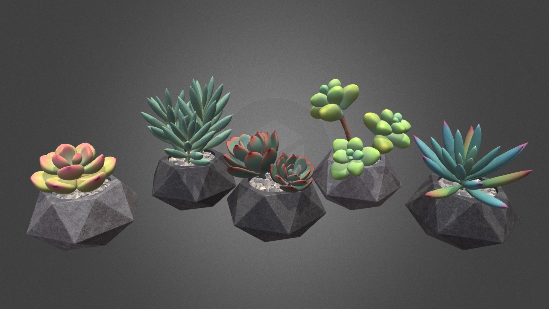 Succulents in pots (pack of 5 plants) 3d model