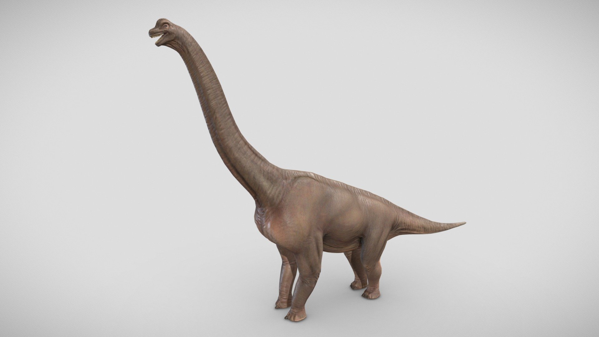 Brachiosaurus 3d model