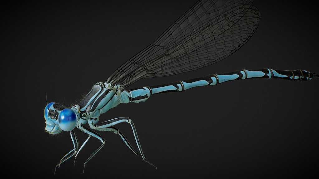 damselfly (Platycnemis pennipes ) 3d model