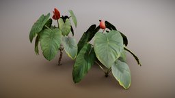 Anthurium Plant